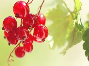 Currants on branch