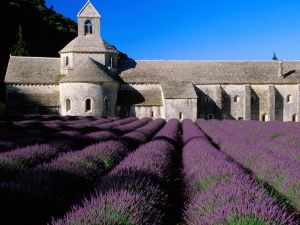 Lavender field in the abbey
