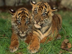 Tiger brothers