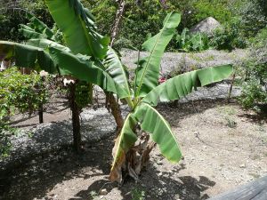 Banana tree (Musa)