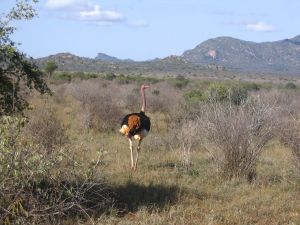 An ostrich in Tsavo West National Park, Kenya