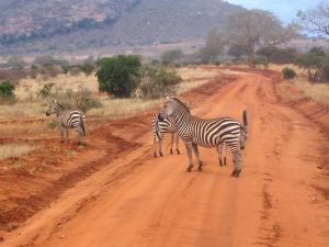 Group of zebras crossing a road in Kenya