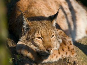 The snoozing lynx in the sun