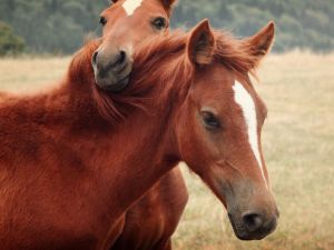 Two horses friends