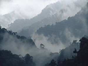 Mist among vegetation