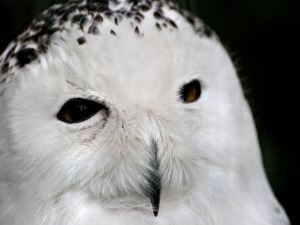 White barn owl