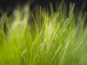 Thin strips of grass