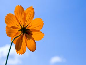 Stalk of an orange flower