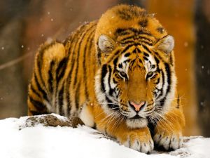 Tiger lying in the snow