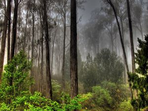 Gray fog in the forest