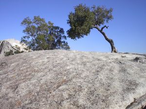 Tree on a stone