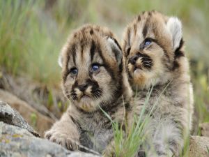 Two cougar cubs