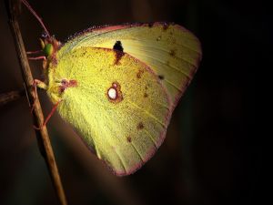 Butterfly with yellow wings over a branch