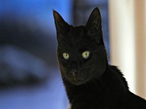Black cat with long whiskers