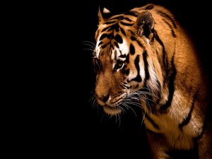 Tiger in the dark