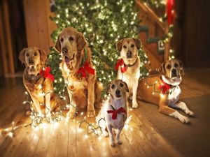 Dogs with lights next to Christmas tree