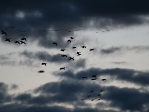 Birds in the gray sky