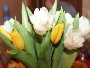 Bouquet of white and yellow tulips