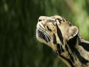 Ocelot looking at the sky