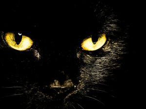 Awesome face of a black cat
