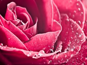 Water drops in the rose petals