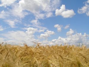 Wheat outdoor