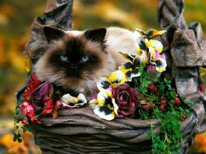 Cat sitting in flowers