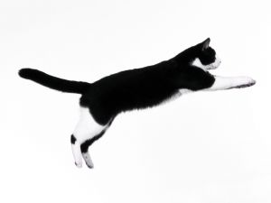 Cat leaping