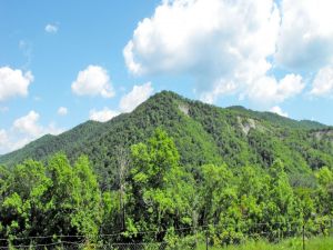 Forested mountains