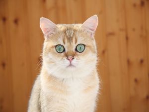 Cat with nice eyes