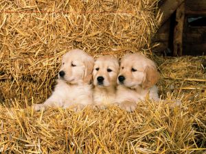 Dogs on straw
