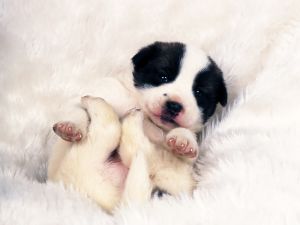 Puppy on white carpet