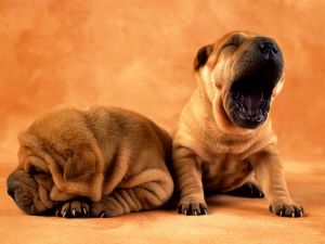 Dog yawning and other asleep