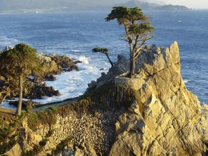 Trees on rocks next sea