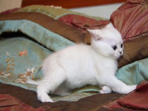 White kitten playing in bed