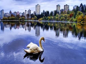 Swan in the city park