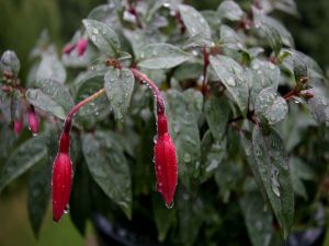 Plant wet by rain