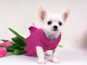 Chihuahua with pink sweater