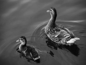 Two ducks in the water