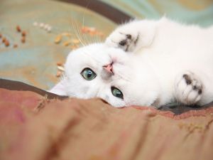 White cat with nice eyes