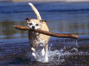 Dog with a stick in mouth