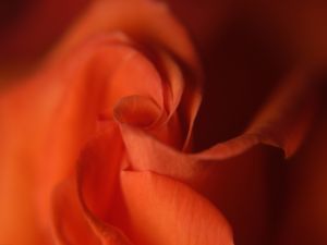 Petals of the rose