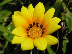 Large yellow flower