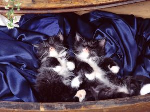 Two kittens sleeping