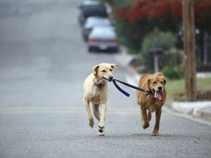 Two dogs in the street