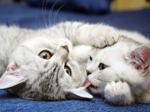 Kitten playing with her mother