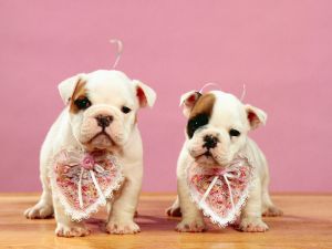 Puppies with hearts