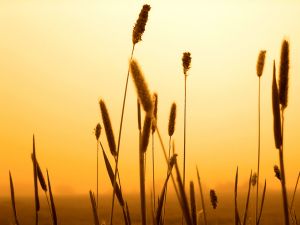 Plants of spikelets at sunset