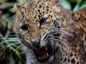Small leopard very angry