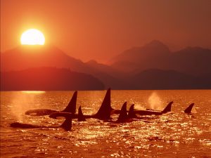 A group of killer whales at sunset